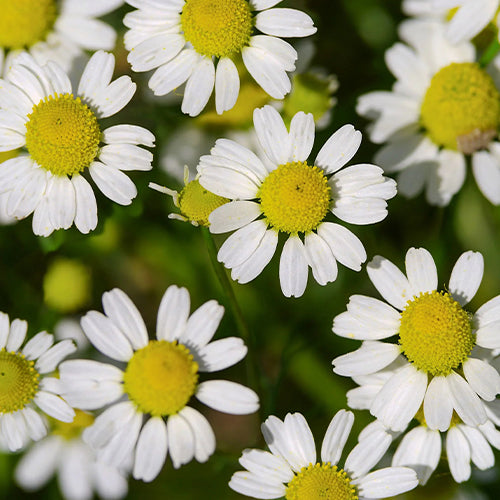 Chamomile Growing Kit-4