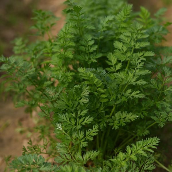 Chervil Seeds