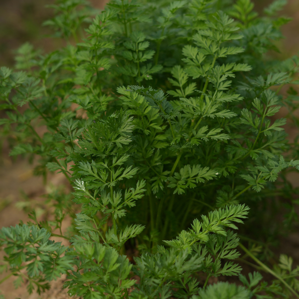 Chervil Seeds