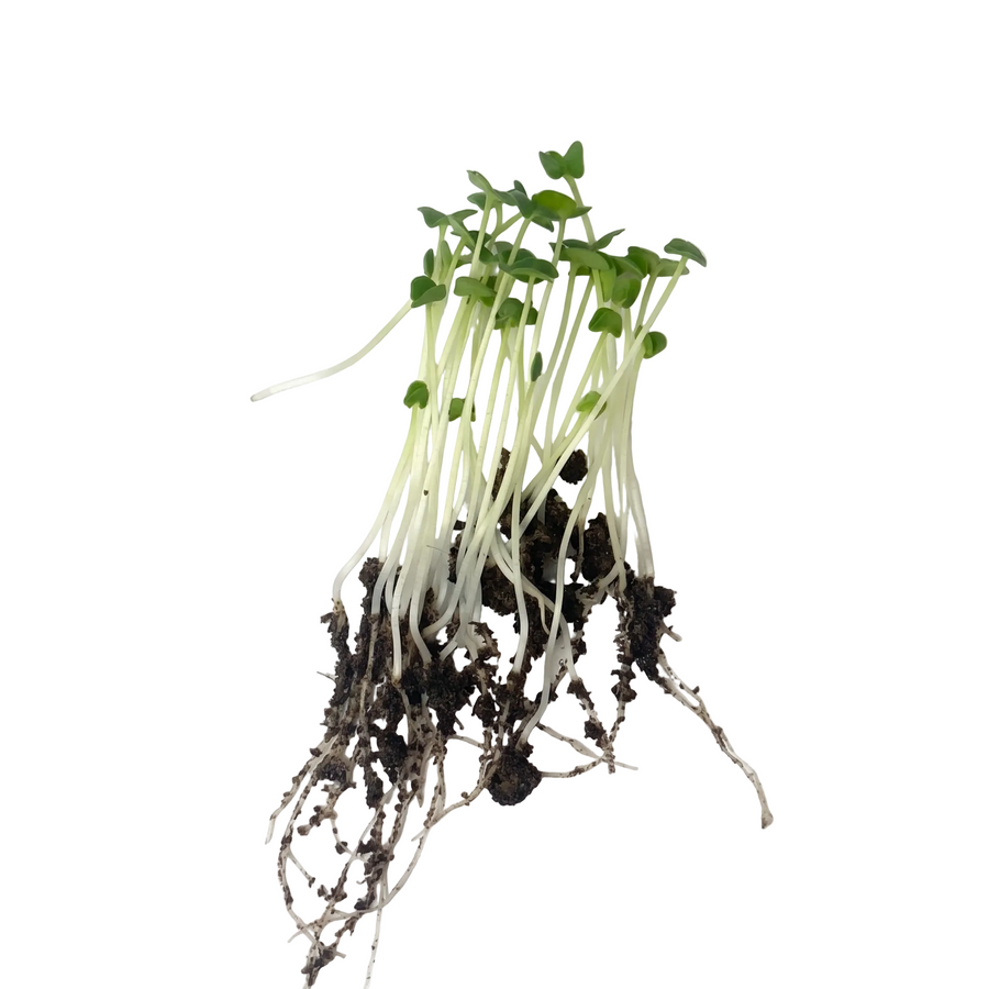 Chia Microgreen Seeds