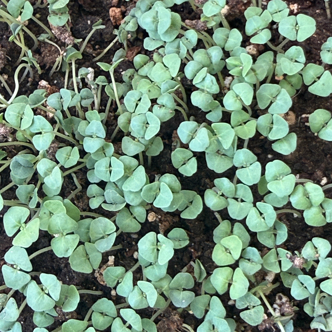 Chia Microgreens in Soil