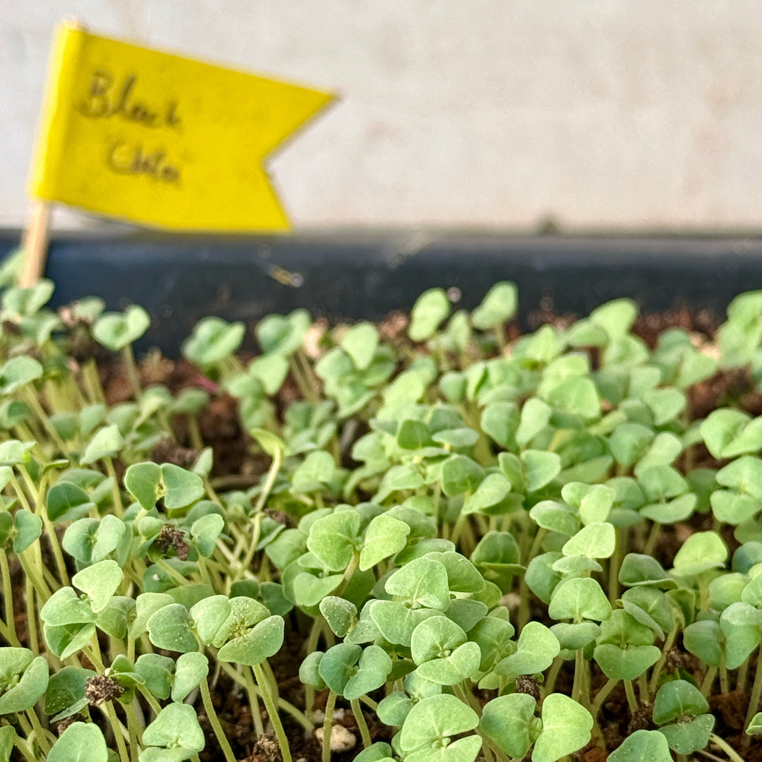 Chia Microgreens