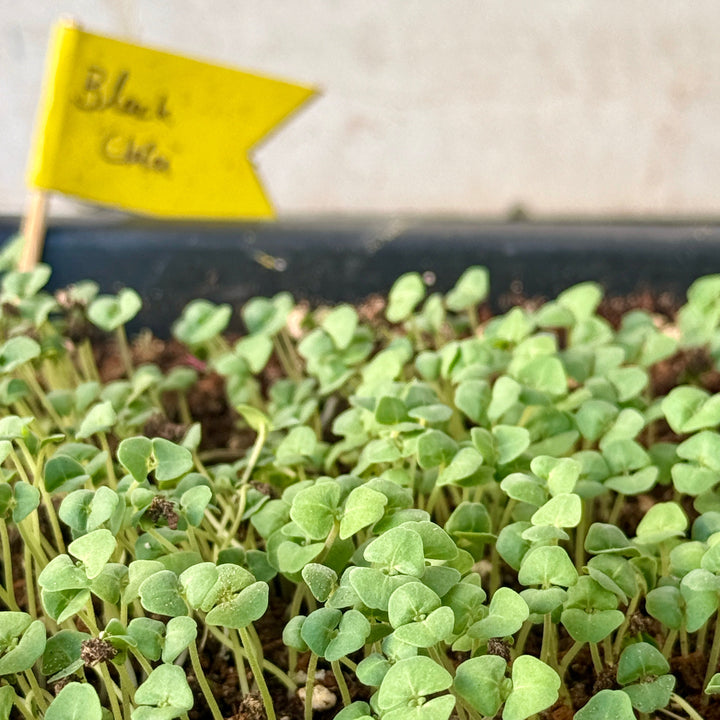 Chia Microgreens