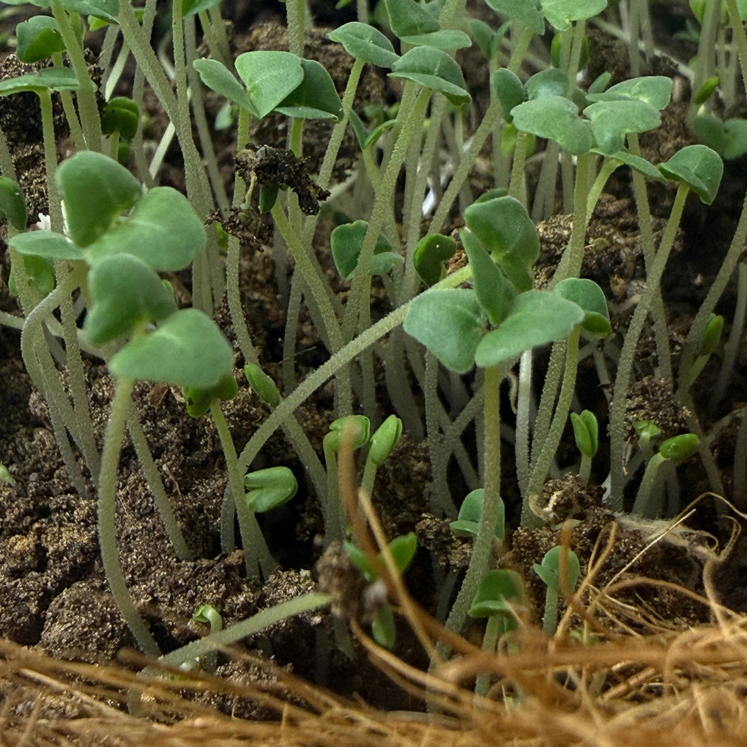 Chia Microgreens