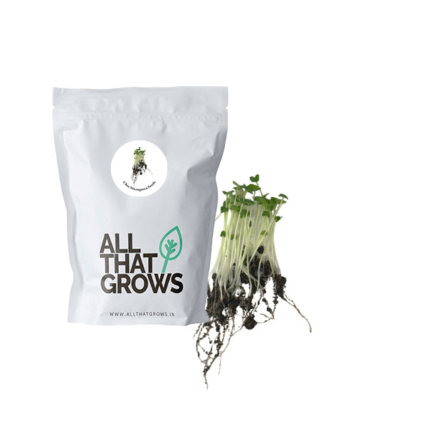 Chia Microgreen Seeds