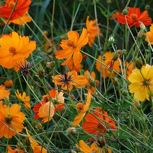 Cosmos Bright Lights Mixed Flower Seeds-1