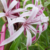 Crinum Lily Pink Bulbs