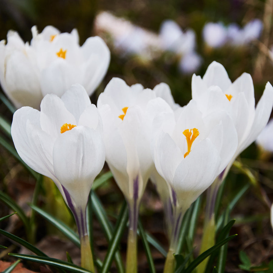 Crocus Jeanne d'Arc Bulbs