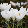 Crocus Jeanne d'Arc Bulbs