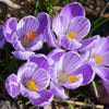 Crocus Pickwick Bulbs