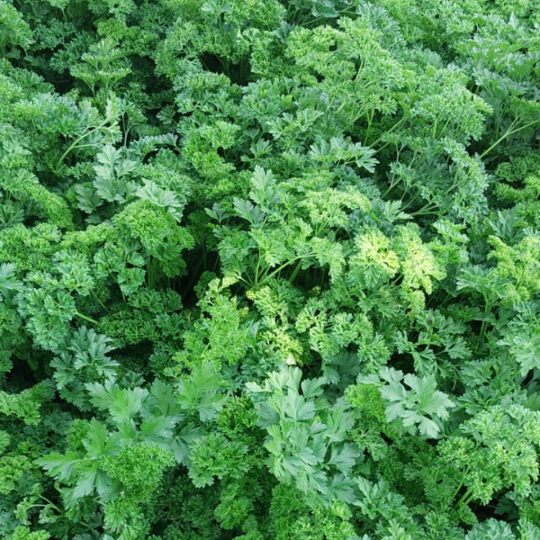 Curly Leaf Parsley Seeds