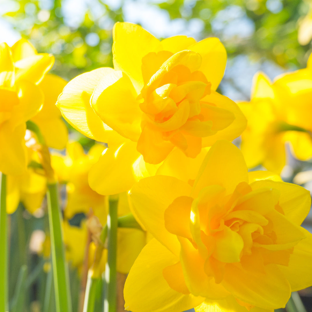 Daffodil Queen's Day Bulbs