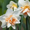 Daffodil Replete Bulbs