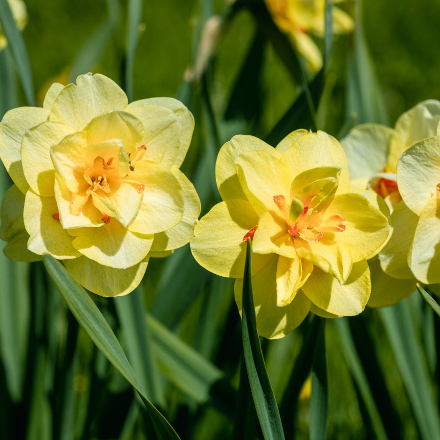 Daffodil Tahiti Bulbs