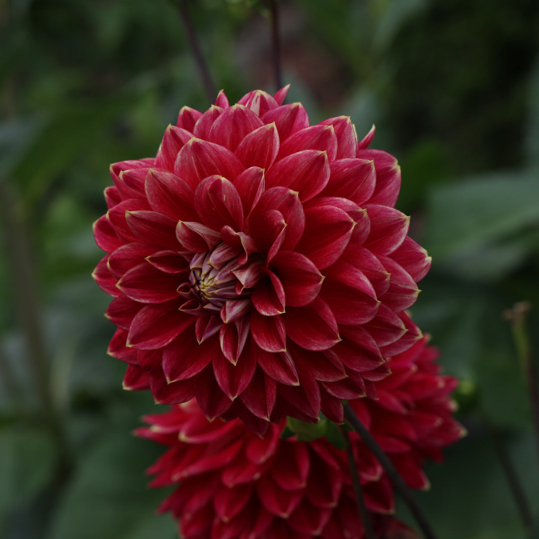 Dahlia Large Red Bulbs - Stunning Garden Flowers | AllThatGrows