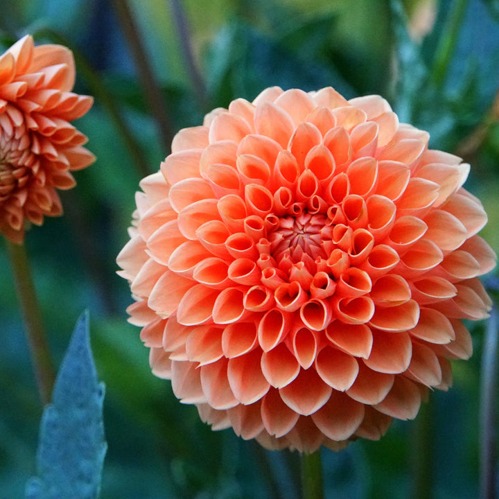 Dahlia Pompon Light Orange Bulbs