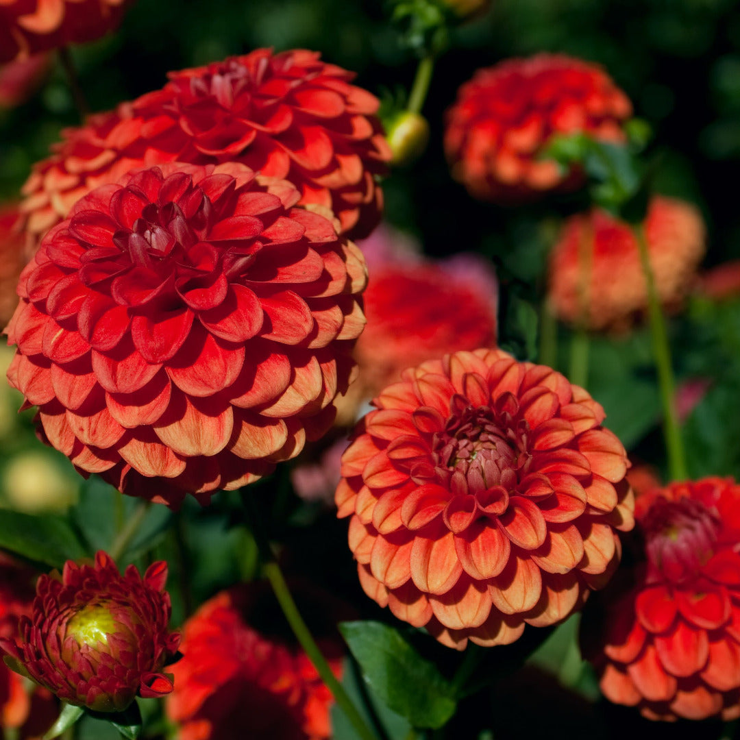 Dahlia Pompon Light Red Bulbs