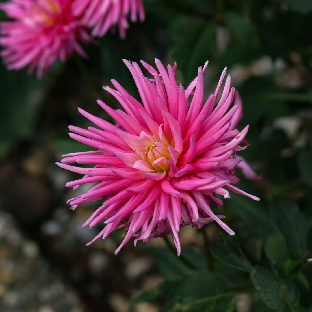 Dahlia Cactus Pink Bulbs