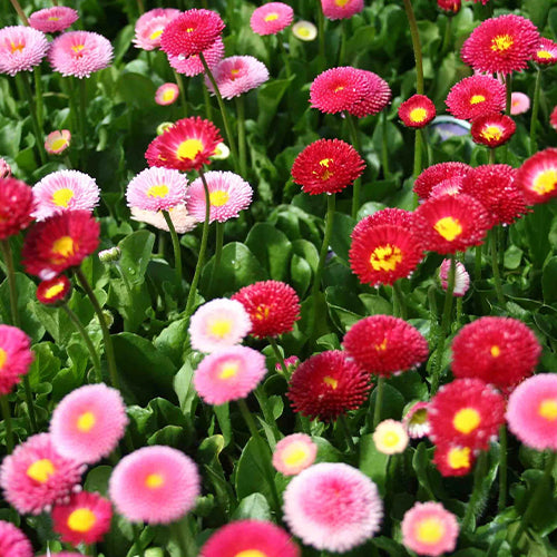 Daisy Double Mixed Seeds-1