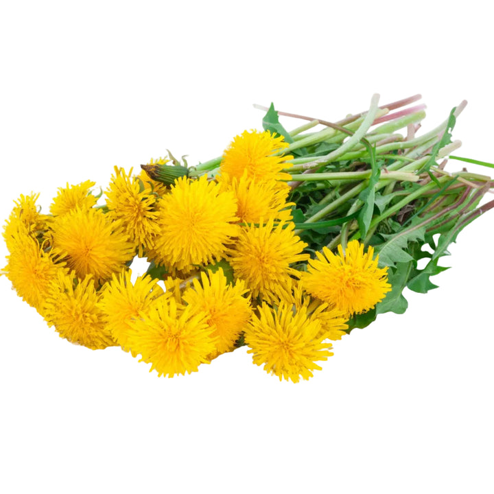 Dandelion Seeds