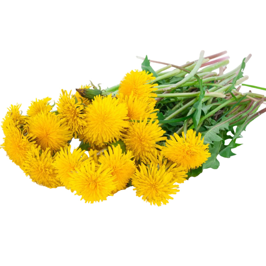 Dandelion Seeds