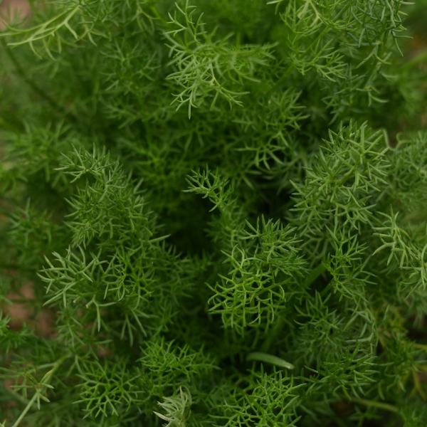 Dill Seeds