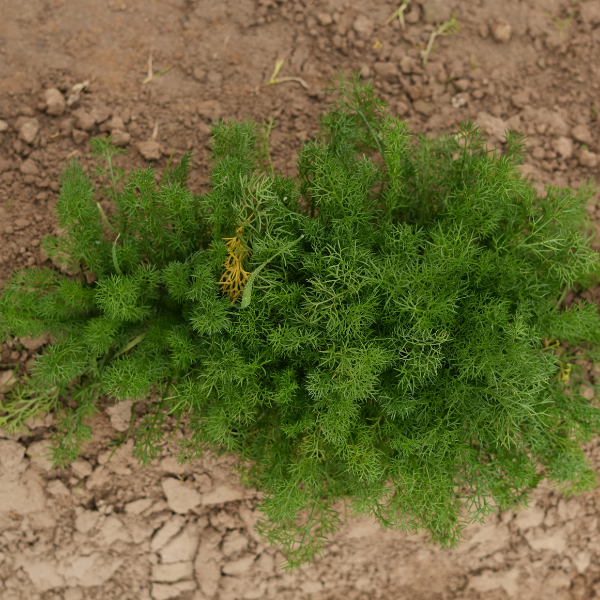 Dill Seeds