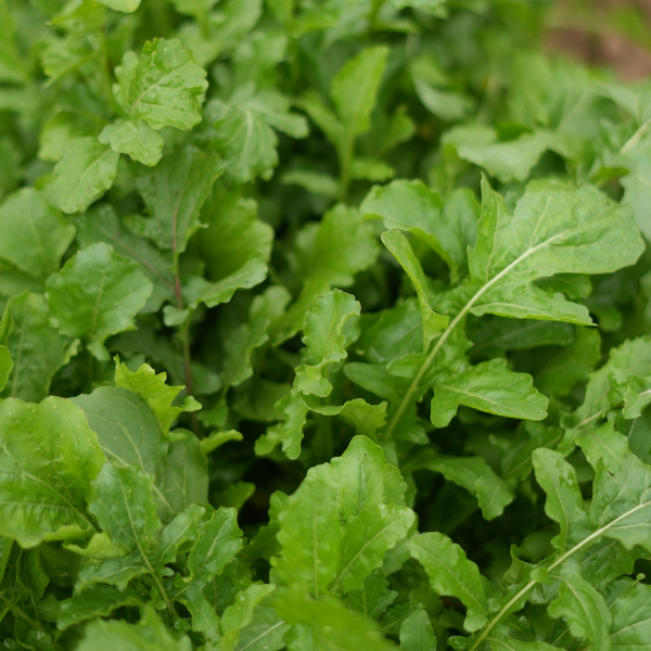 Eruca Sativa (Arugula) Seeds