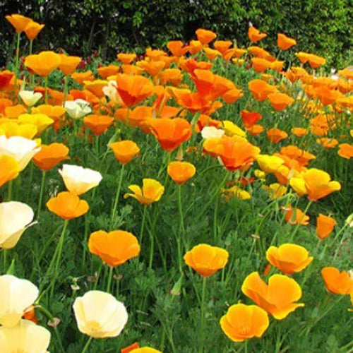 Eschscholzia mixed California Poppy Seeds-1