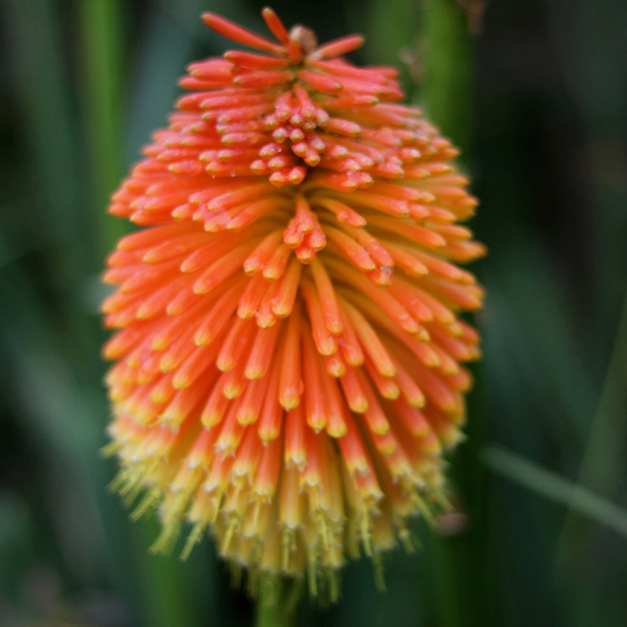 Fire Glow Torch Lily Bulbs