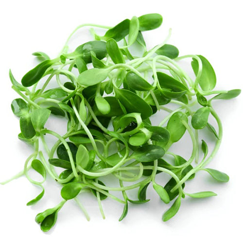 Fenugreek (Metha) Microgreen Seeds-1