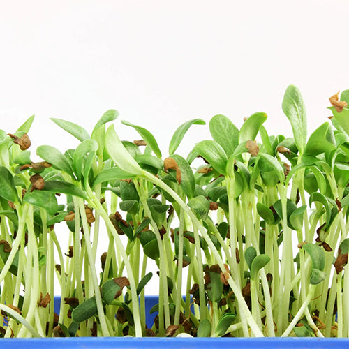 Fenugreek (Metha) Microgreen Seeds-3