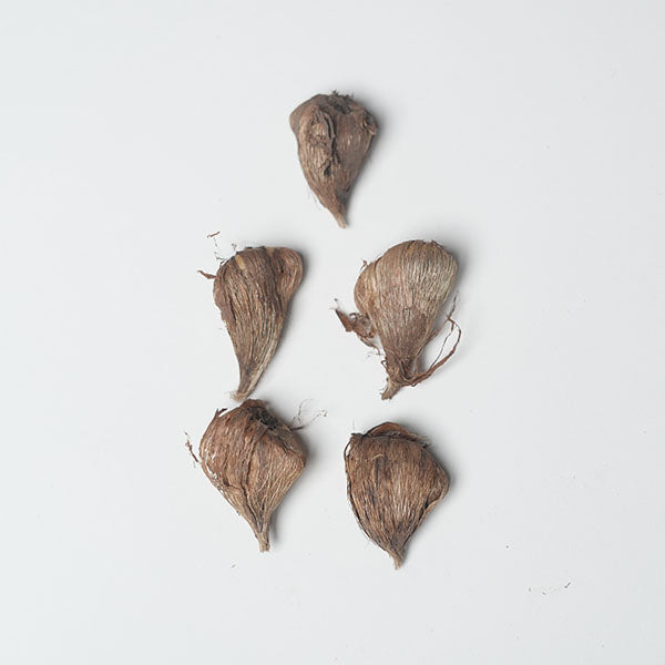 Freesia White Bulbs