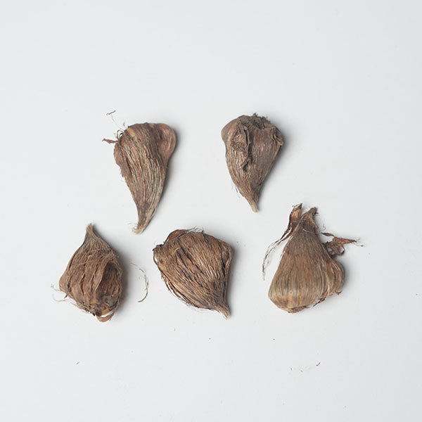 Freesia Yellow Bulbs