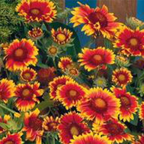 Gaillardia Aristata Seeds-1