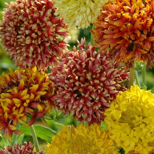 Gaillardia Pulchella Dwarf Double Mixed Seeds-1