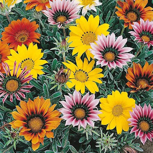 Gazania mixed seeds-1