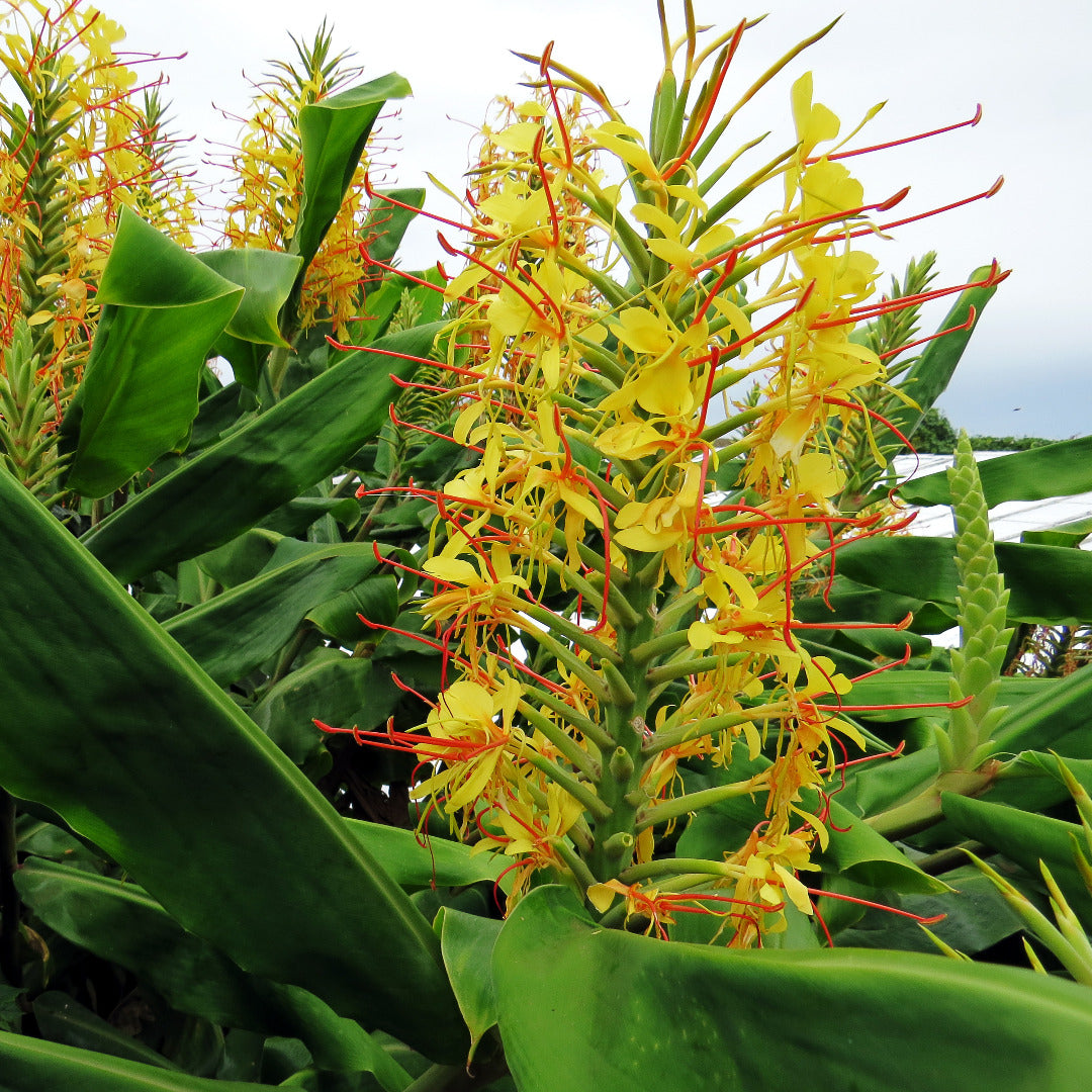 Ginger Lily Yellow Bulbs