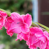 Gladiolus Fairytale Pink Bulbs