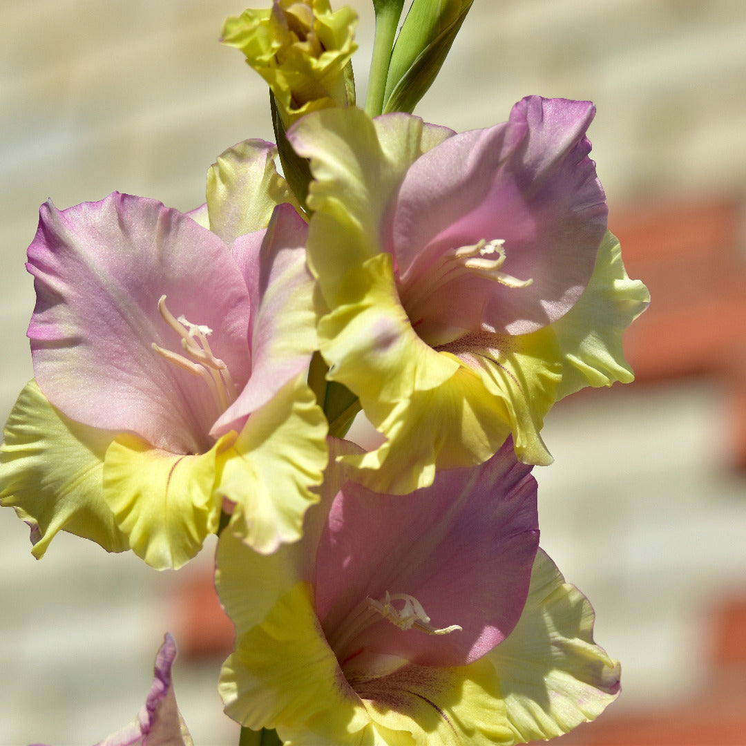 Gladiolus Mon Amour Flower Bulbs - Vibrant Blooms for Your Garden ...