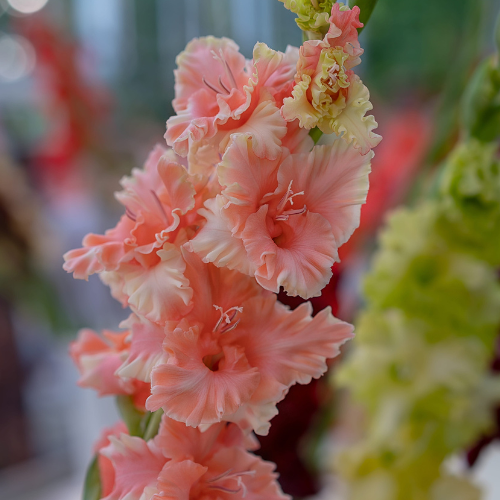 Gladiolus Adrenalin Bulbs