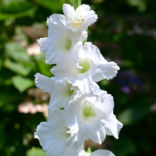 Gladiolus Amsterdam Bulbs