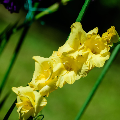 Gladiolus Bananarama Bulbs
