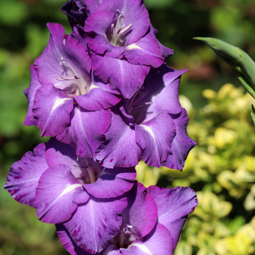 Gladiolus Cookie Bulbs