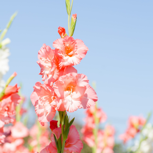 Gladiolus Flevo Fusion Bulbs