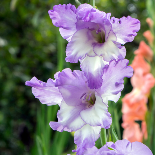 Gladiolus Flevo Nautica Bulbs