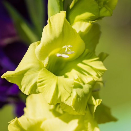 Gladiolus Kio Bulbs