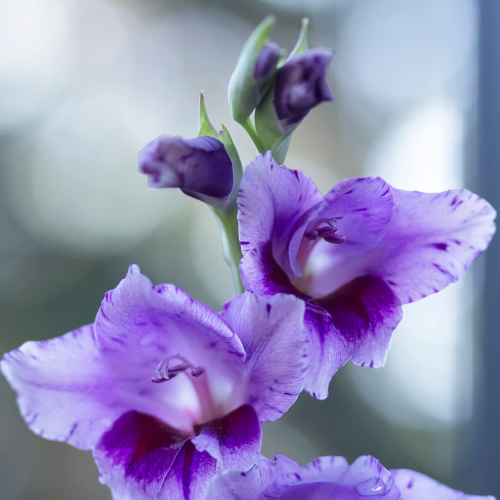 Gladiolus Passos Bulbs