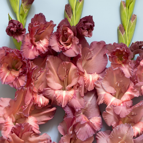 Gladiolus Tiramisu Bulbs