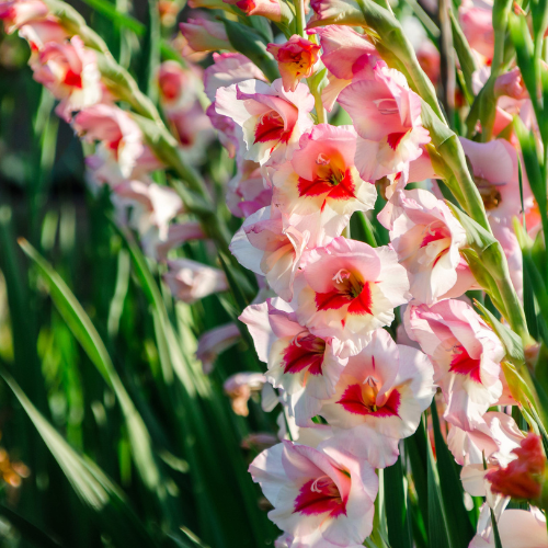 Gladiolus Wine and Roses Bulbs